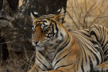 Bengal tiger in the wild