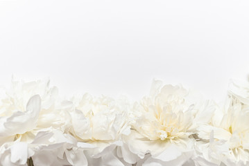 A white peony background with copy space on the top