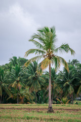 Fototapeta na wymiar Green Isolated in a field with lonely coconut tree 