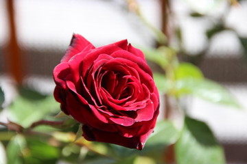 Red Rose

