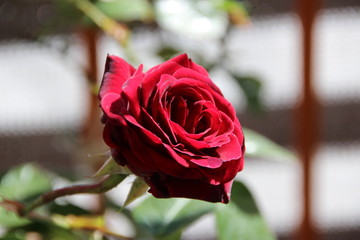 Red Rose
