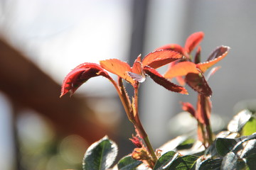 new leaf of Rose
