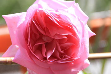 Pink Rose