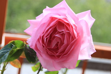 Pink Rose