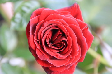 Red Rose
