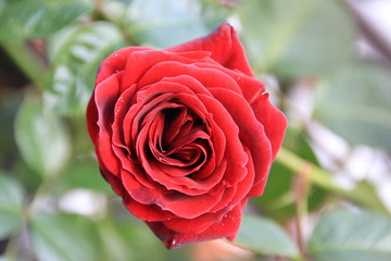Red Rose
