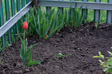 red tulip grows in the garden