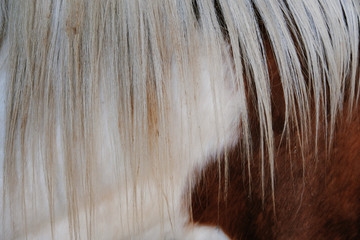 Close up of white mane against white and brown paint horse pattern, abstract texture of animal hair.