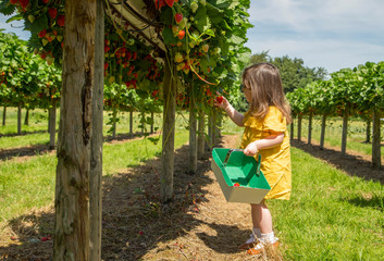 young girl strawberry picking