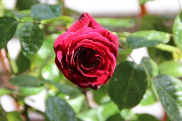 Red Rose
