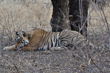 Obraz na płótnie Canvas Bengal tiger in the wild