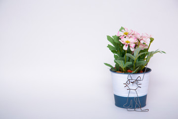 花 鉢 猫 白 ピンク 緑