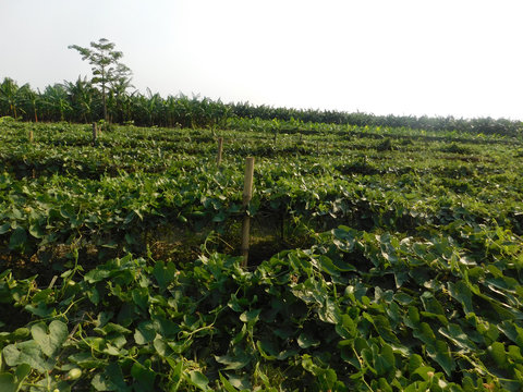 pointed gourd plant, pointed gourd, pointed gourd tree in india,