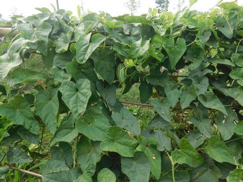 pointed gourd plant, pointed gourd, pointed gourd tree in india,