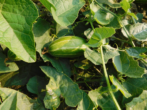 pointed gourd plant, pointed gourd, pointed gourd tree in india,