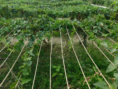 pointed gourd plant, pointed gourd, pointed gourd tree in india,