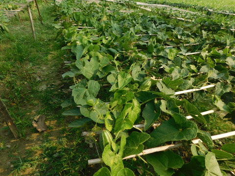 pointed gourd plant, pointed gourd, pointed gourd tree in india,