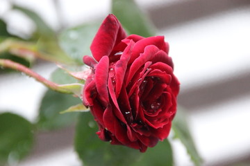 Red Rose
