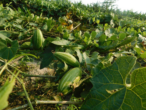 pointed gourd plant, pointed gourd, pointed gourd tree in india,