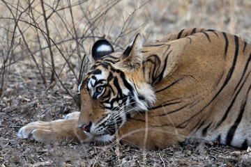 Bengal tiger in the wild