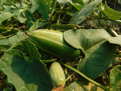 pointed gourd plant, pointed gourd, pointed gourd tree in india,