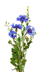 Obraz premium Blue knapweed flowers and green twigs in a small bouquet