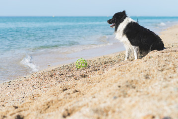 border collie with ball in mouth while sitting on the beach