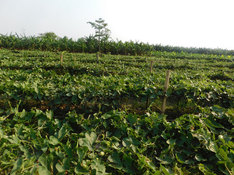 pointed gourd plant, pointed gourd, pointed gourd tree in india,