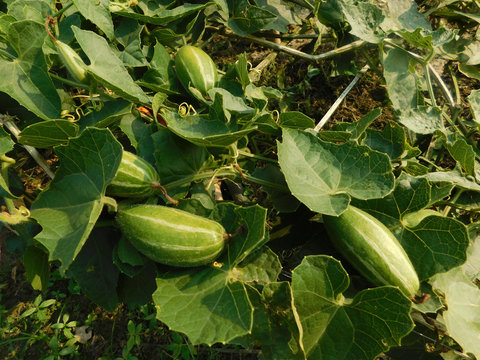 pointed gourd plant, pointed gourd, pointed gourd tree in india,