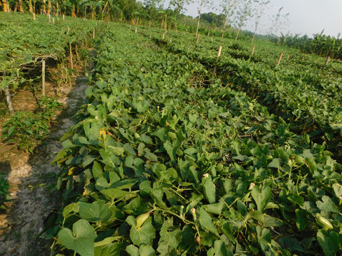 pointed gourd plant, pointed gourd, pointed gourd tree in india,
