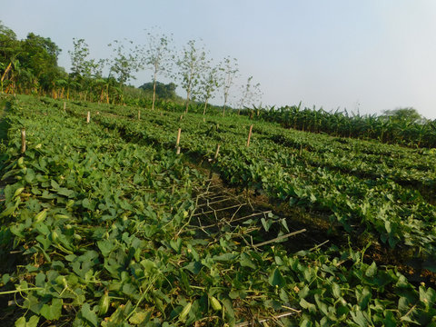pointed gourd plant, pointed gourd, pointed gourd tree in india,