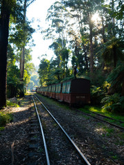 Fototapeta na wymiar Train tracks through the forest 