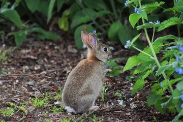 rabbit in the woods