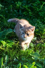 Naklejka na ściany i meble Red kitten walks on the street in the green grass