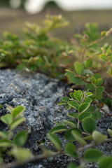 green plant in the ground