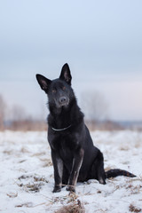 dog in the winter in the snow. active east european shepherd sit in nature