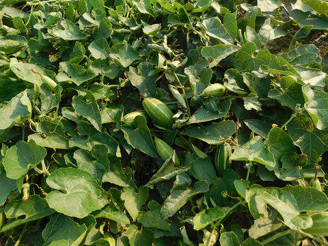 pointed gourd plant, pointed gourd, pointed gourd tree in india,