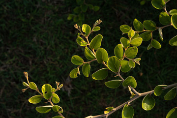 close up of a green tree