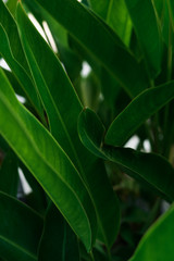 Naklejka na ściany i meble close up of green leaves