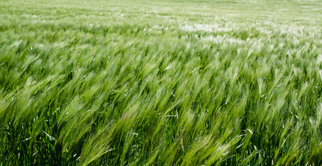 grain fields close up