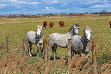 Fototapeta premium Elevage en Camargue