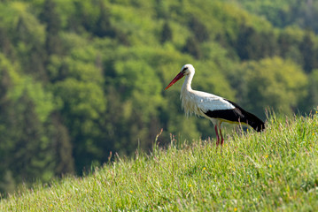 Storch auch einer Wiese vor einem wald