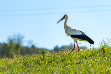 Storch auch einer Wiese
