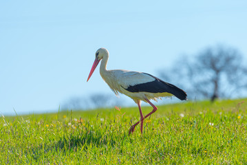 Storch auch einer Wiese
