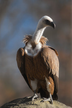 Grifone (Gyps fulvus),avvoltoio ritratto su rocce con sfondo chiaro