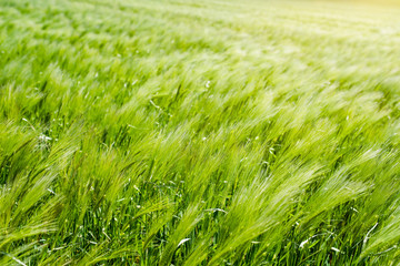 grain fields close up