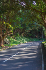 The road in the forest near Vigia das Baleias. Terceira, Azores. Portugal