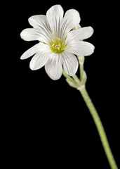 White flower of Cerastium, isolated on black background