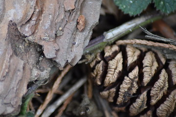 pine cone 
