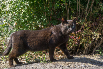 Fototapeta premium 黒猫 縄張り
